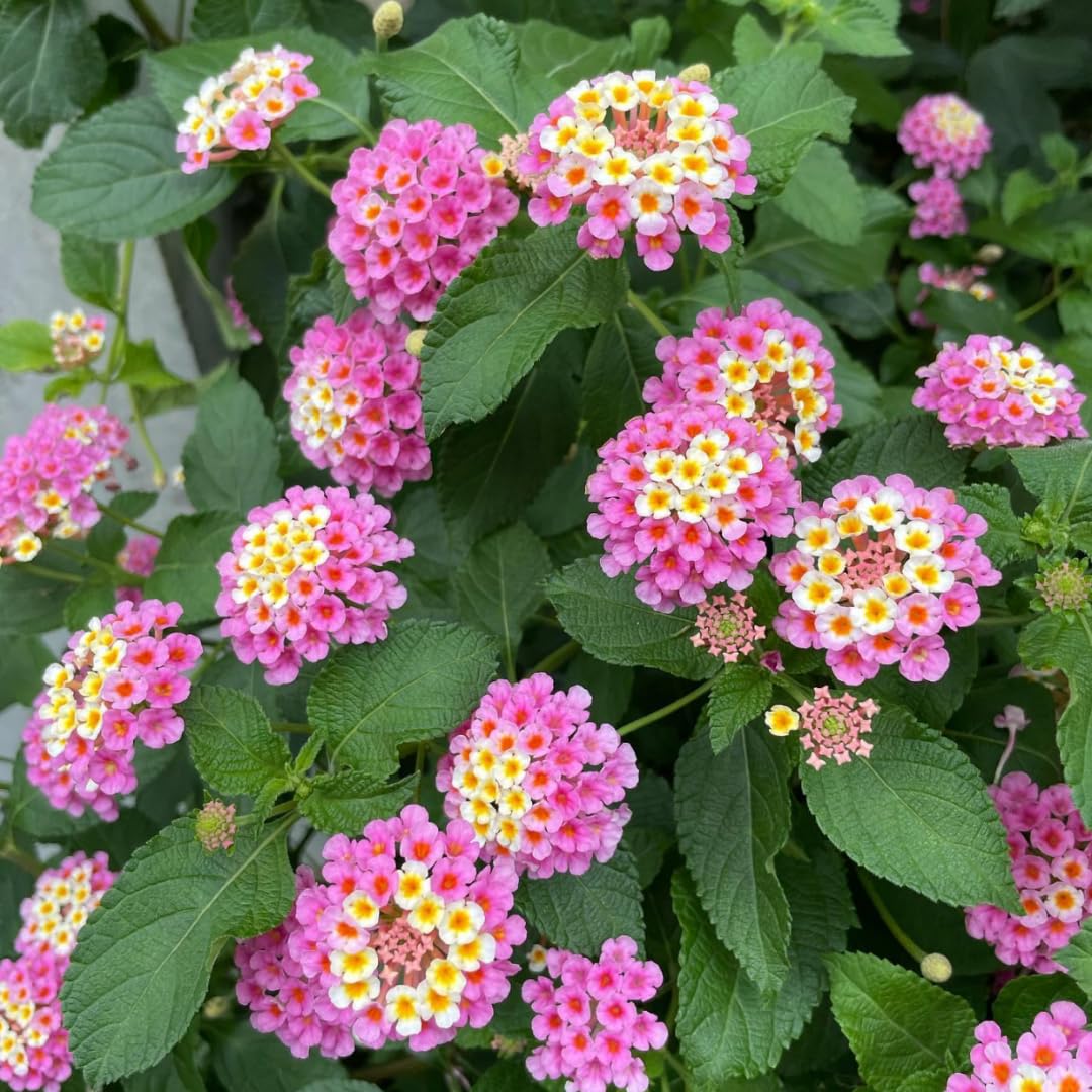 2 Pink Lantana Plants Live, 5 to 7 Inches Tall, Lantana Live Plants for Planting Outdoors, Perennial Flower Plant