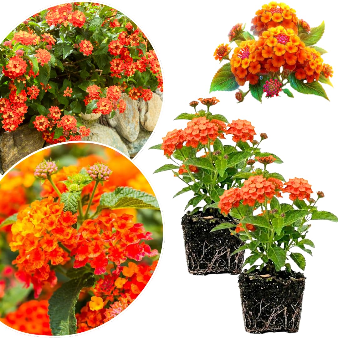 2 Orange Lantana Plants Live, Lantanas Live Plants for Planting Indoor Outdoors, Perennial Flowers, 4-9 Inch Tall Well-Rooted