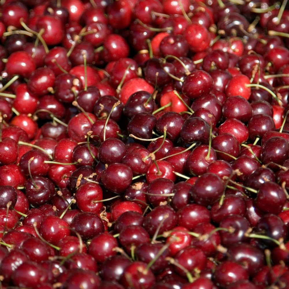 Cherry Live Tree Plant, 3-4 Feet Tall in 3 Gallon Pot, Cherry Trees Live Plants, Sweet Fruit Tree, Cold Hardy for Outdoor Gardening, No Ship to CA (Dark Red)