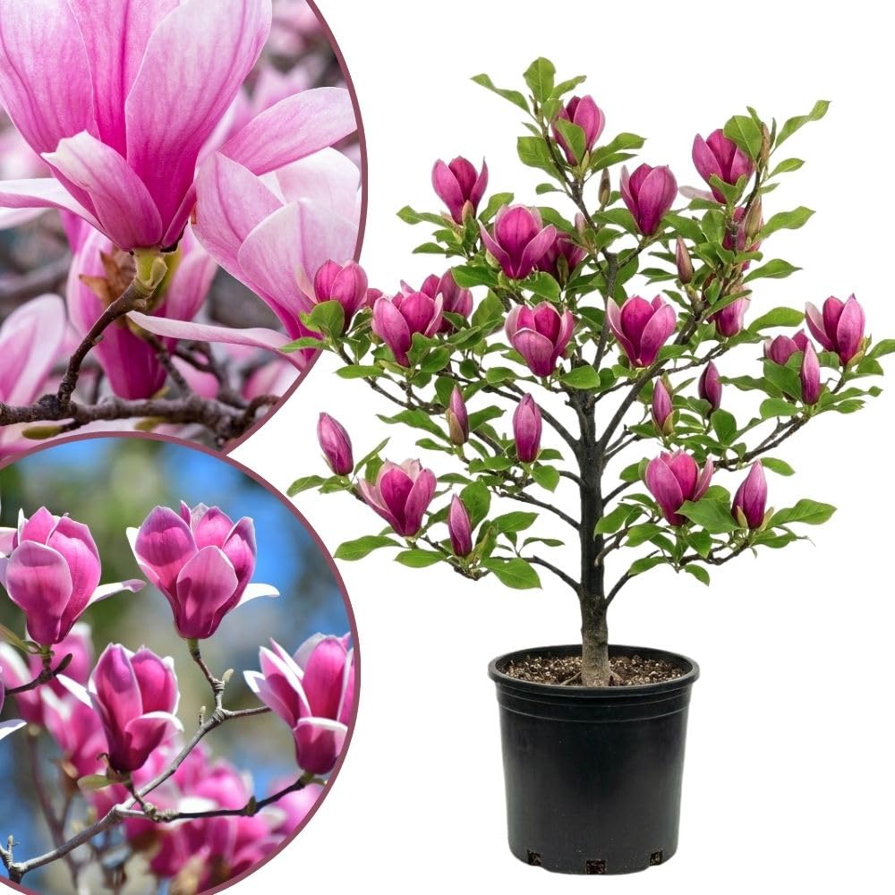 Jane Magnolia Live Plant, Vibrant Magnolia Tree 2 to 3 Feet Tall in 3 Gallon Pot for Garden, No Ship to CA