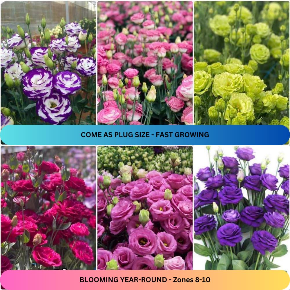 Sets 2 Blue Lisianthus Eustoma Live Plants, Plug Size, Well-Rooted, Texas Bluebell, Thornless Love Rose Plant, Spring to Fall Bloom, 2-4" in Tall Starter