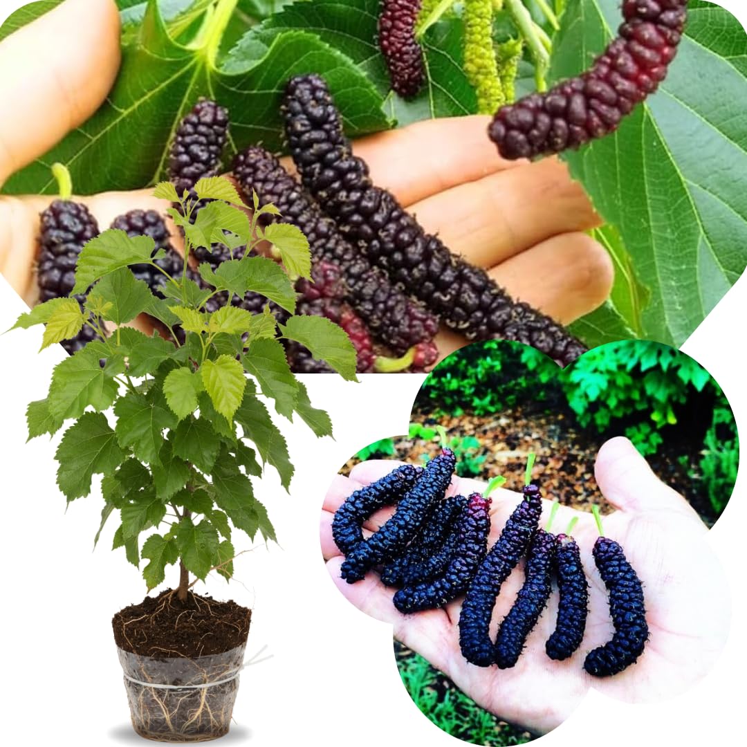 Pakistan Mulberry Tree Live Plant, Hardy Well Rooted 4-8'' Tall, Mulberry Fruit Tree for Indoor Outdoor Spring Planting Mulberries