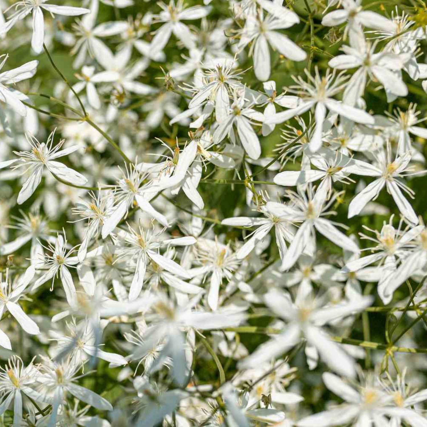 Set 3 Clematis Plants Live in 4'' Pot, Live Sweet Autumn Clematis Vine, Fragrant, Fast-Growing Flowering Vine for Trellises, Arbors, Winter Dormant