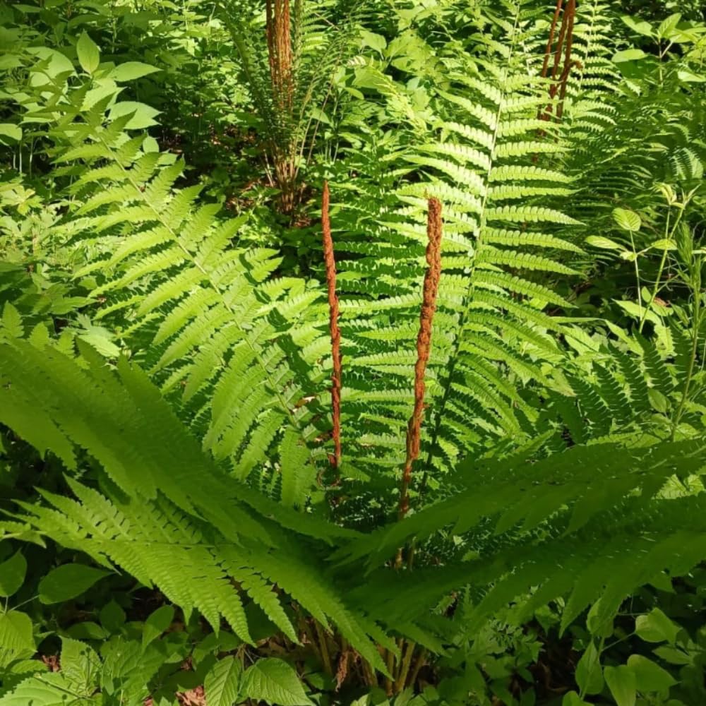5 Live Ferns Roots for Outdoors, Green Ferns Live Rhizomes Outdoor Indoor, 3 to 5 Inc Tall for Gardening