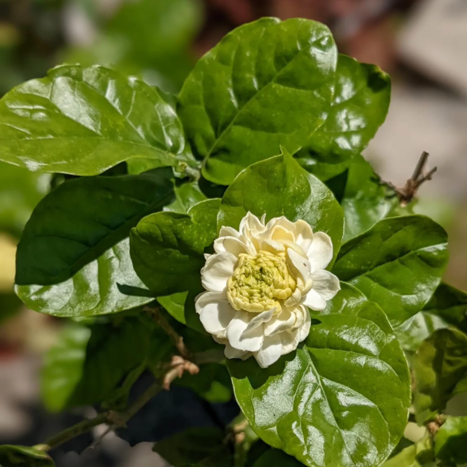 Duke Jasmine Plant Live, Fragrant White Blooming Vine, 2-3 Feet Tall in 3 Gallon Pot, Outdoor Garden Climbing Plant, No Ship to CA