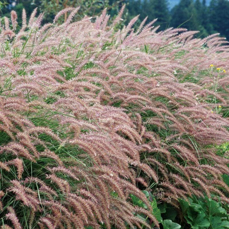 YOKEBOM 2 Fountain Grass Plants Live for Planting, Ornamental Grass for Landscaping, Hardy Grasses Clupms 4-7 Inch Tall Well Rooted