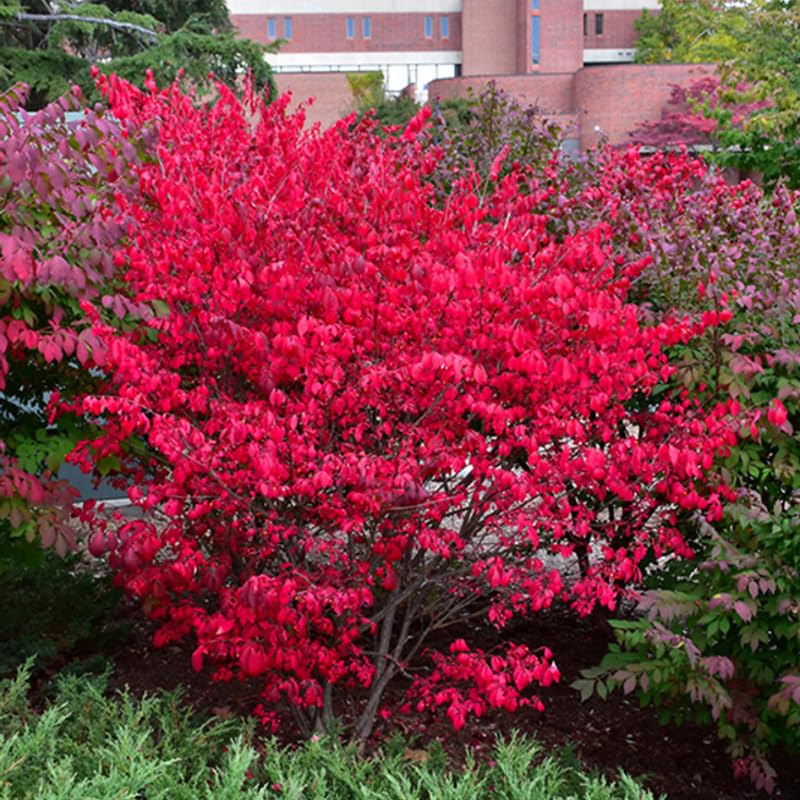 4 Dwarf Burning Bush Bare Roots, Red Burning Bush Shrub, Hardy Ornamental Shrub 5-10 Inches, No Ship to NY, NH, MA, VT