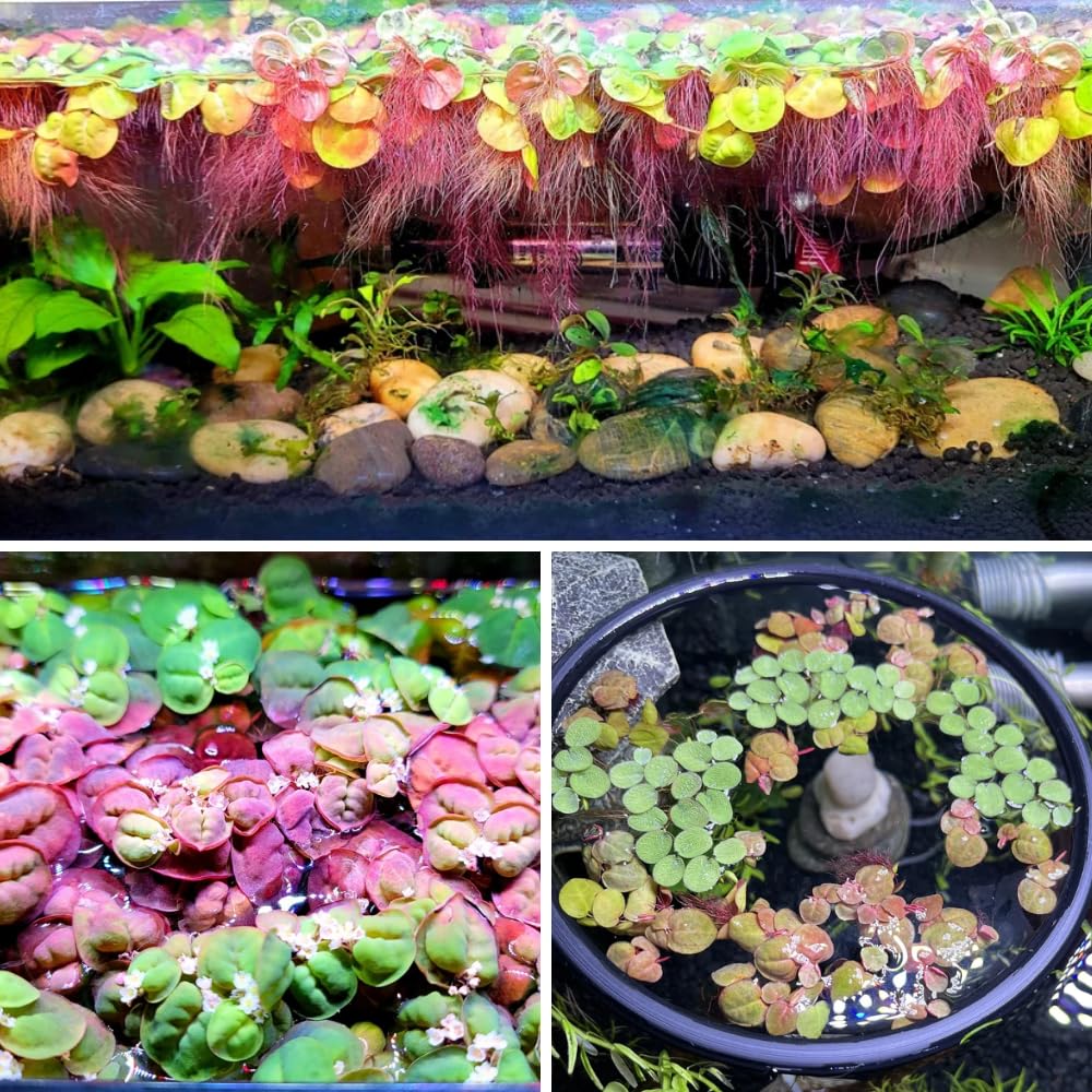 Red Root Floater Plants Live, 30+ Floating Plants