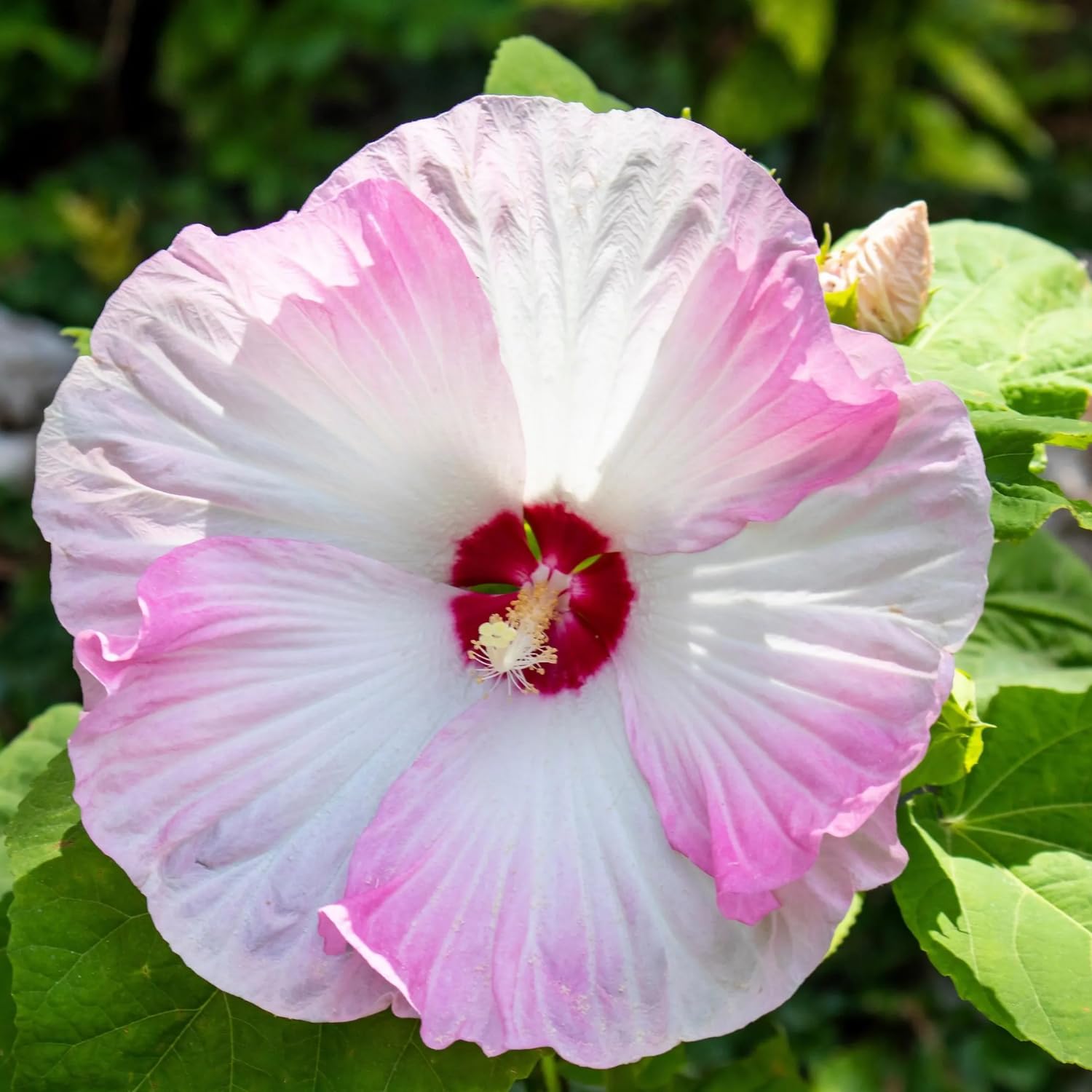 2 Hibiscus Trees Live Plants, 5-8” Tall Hardy Plants Live, Perennial Flowers (Pink Hibiscus)