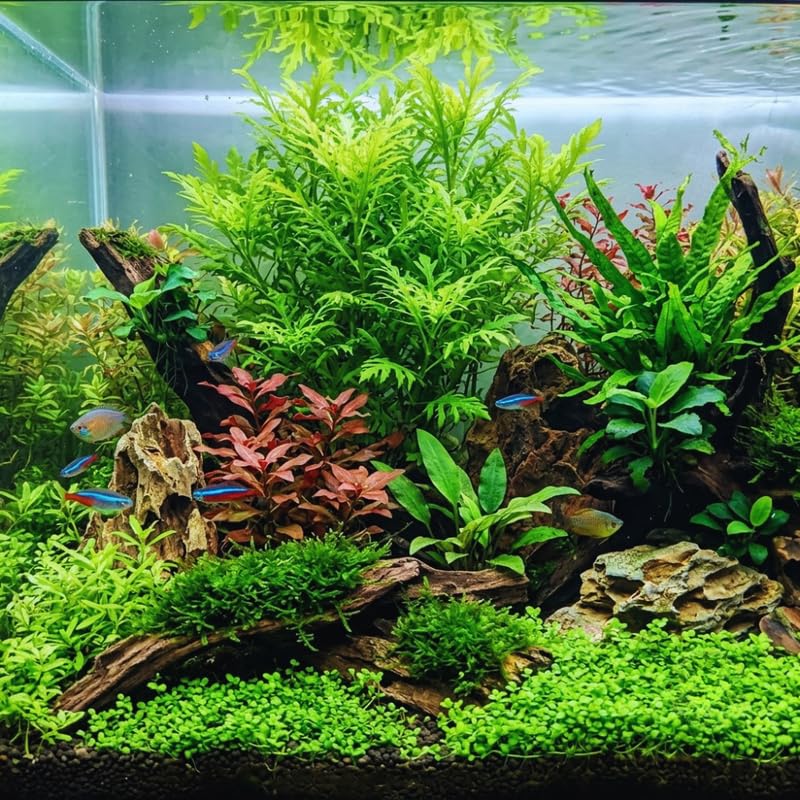 Water Wisteria Aquarium Plants Live Bundle, 4-6 Inc Tall