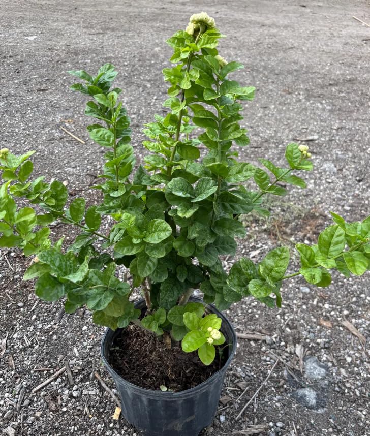 Grand Duke Jasmine Plant in 3 Gallon Pot, Fragrant White Jasmine Flowers, Hardy Shrub, 2-3 Feet Tall, No Shipping to CA