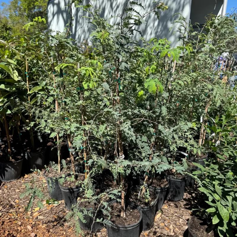 Tamarind Tree, 4-5 Ft Tall, 3 Gallon Pot, Sweet Tamarind Fruit Plant Live, No Ship to CA