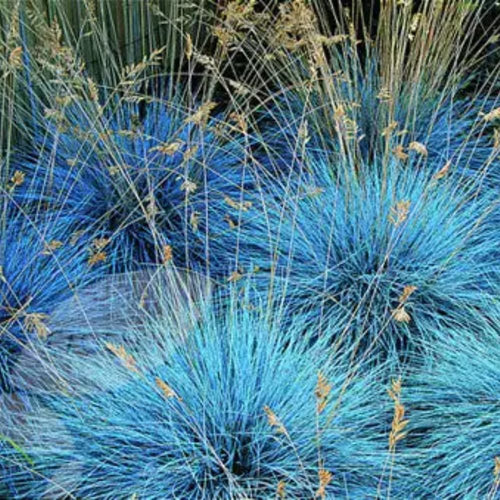 1 Blue Fescue Grass Plant Live, 5-9 Inch Height, Ornamental Grass Live Plant, Blue Grass Seedings Ready to Grow