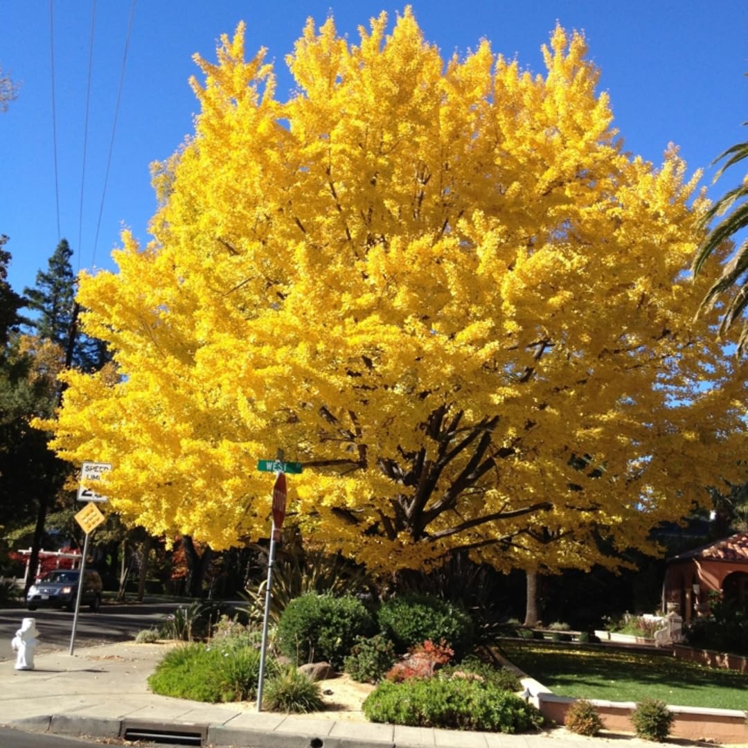 2 Ginkgo Trees Live Plants Bare Root, Dormant, No Leaf in Winter, Hardy Ornamental, Yellow Leaf in Fall, Zones 3-8