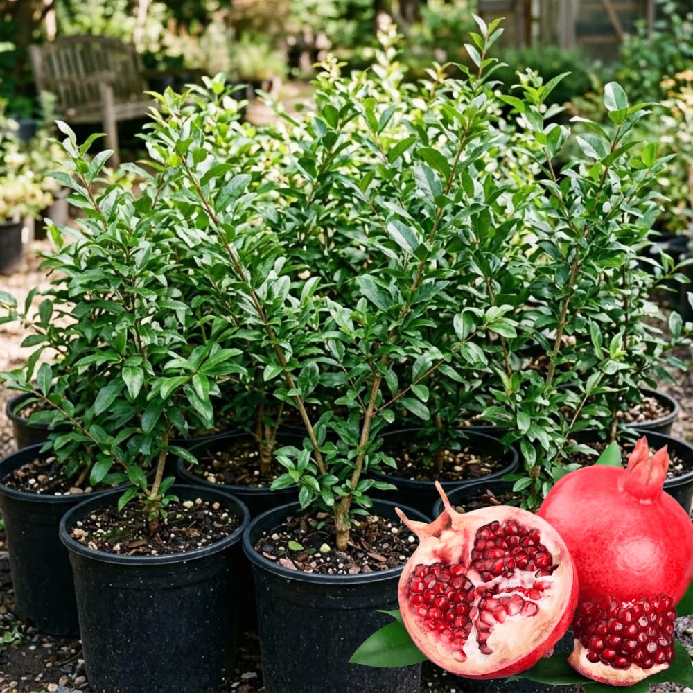 Red Pomegranate Plant Live, Pomegranate Tree Live Plants, Tropical Fruit Tree for Edible Garden, 3 Gallon Pot, 2 to 3 Feet Height, No Ship to CA