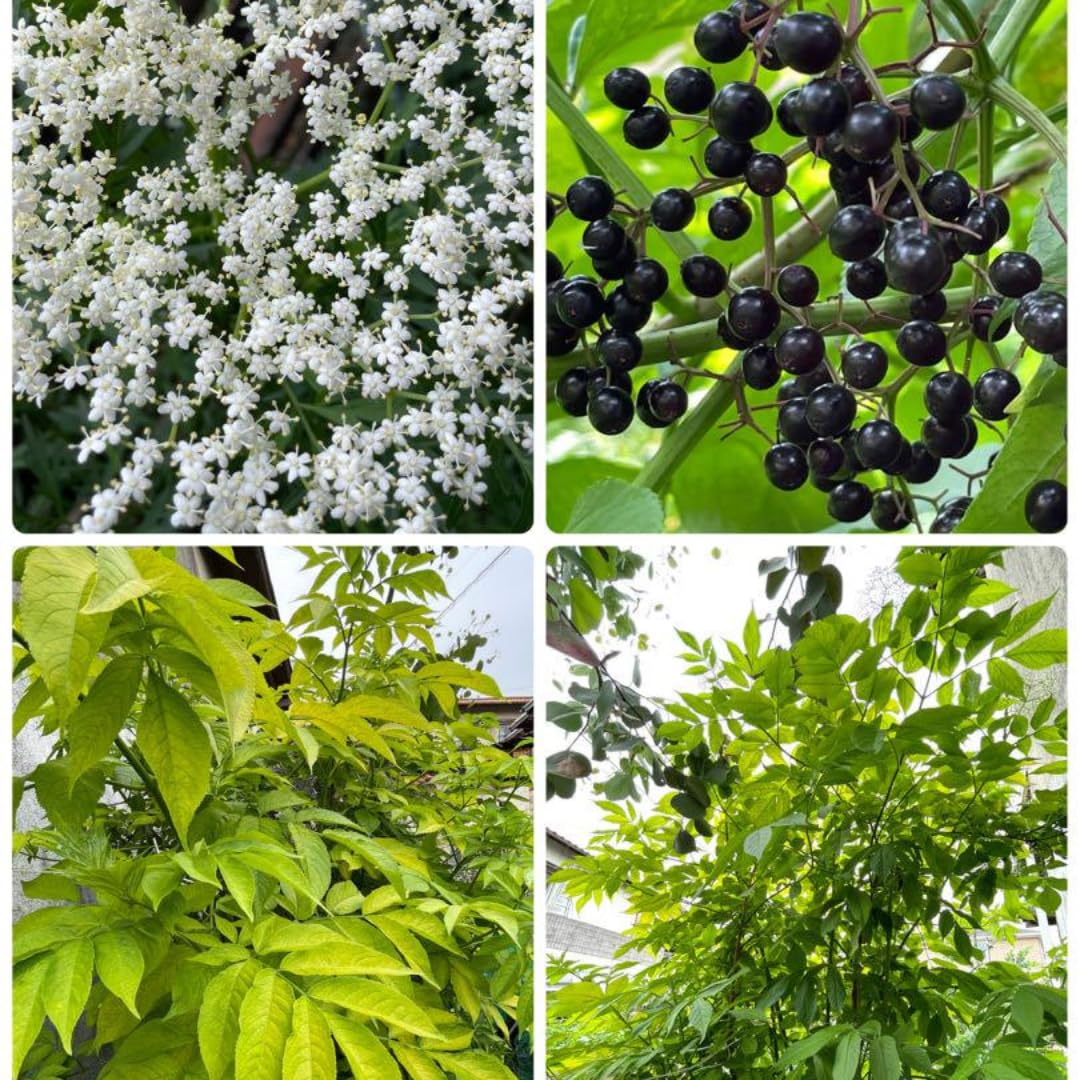 2 Black Elderberry Plants Live, 6-10 Inch Tall, American Elderberry Bush Live Plant, Sweet Elderberries Fruit