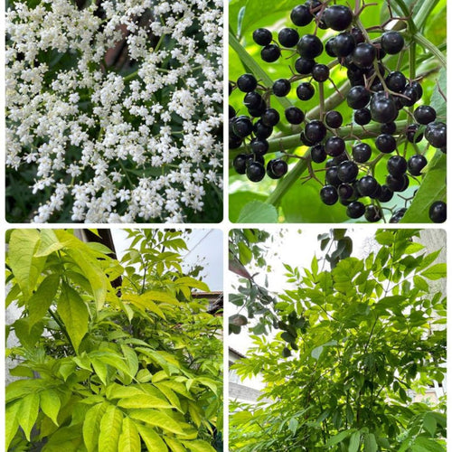 2 Black Elderberry Plants Live, 6-10 Inch Tall, American Elderberry Bush Live Plant, Sweet Elderberries Fruit