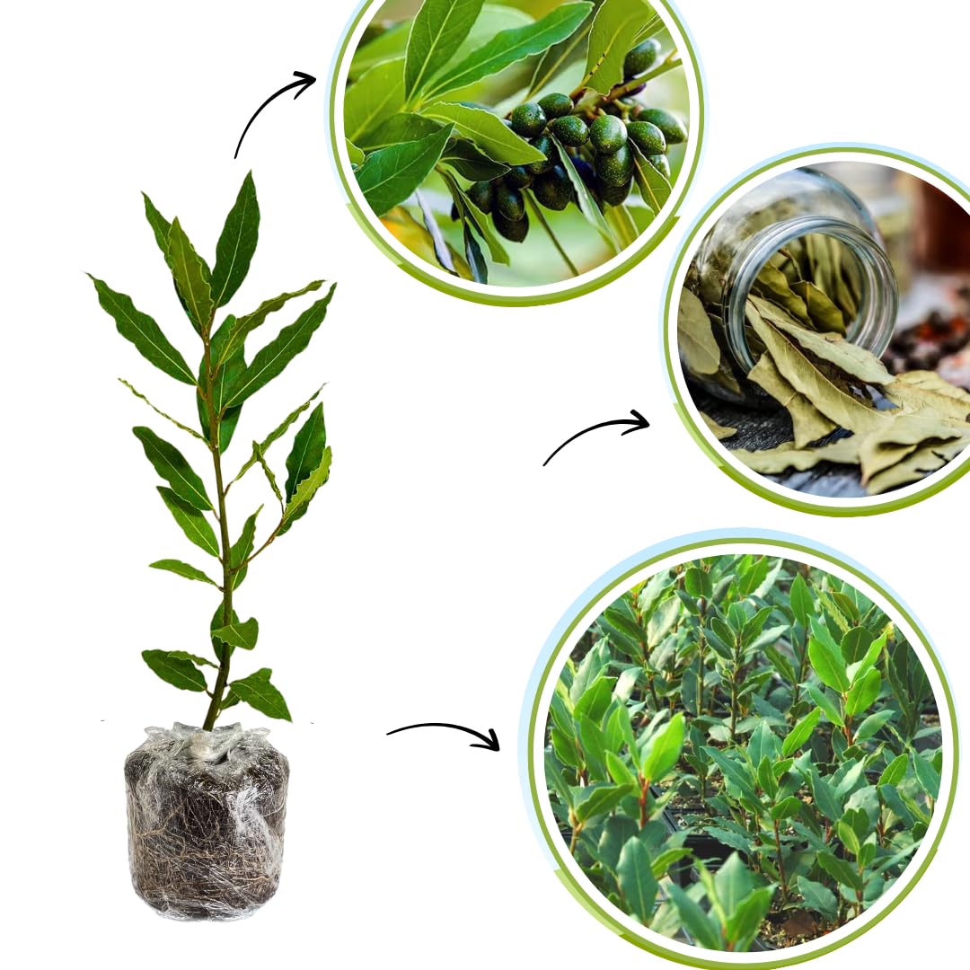 Laurus Nobilis Bay Leaf Plant, Bay Leaf Tree Live Plant, 4-9 Inch Tall, Sweet Bay Laurel Sweet Live Plant