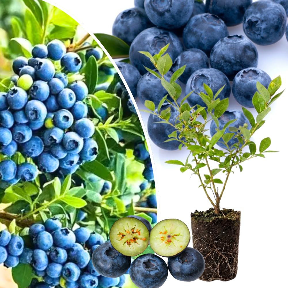 1 Blueberry Bush Live Plant, Blueberry Plant Live for Planting Outdoor, 5-9 Inch Blueberry Fruit Trees, No Pot (Top Hat Blueberry)