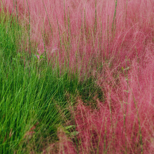 2 Pink Muhly Grass Plants Live, 5 to 7 Inches Tall, Ornamental Grass Live Plant for Growing Indoor, Outdoor