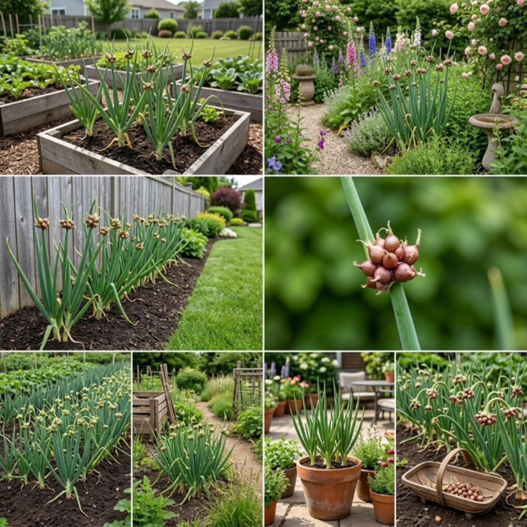 Set 10 Egyptian Walking Onion Topsets, Perennial Onion Bulbs for Planting