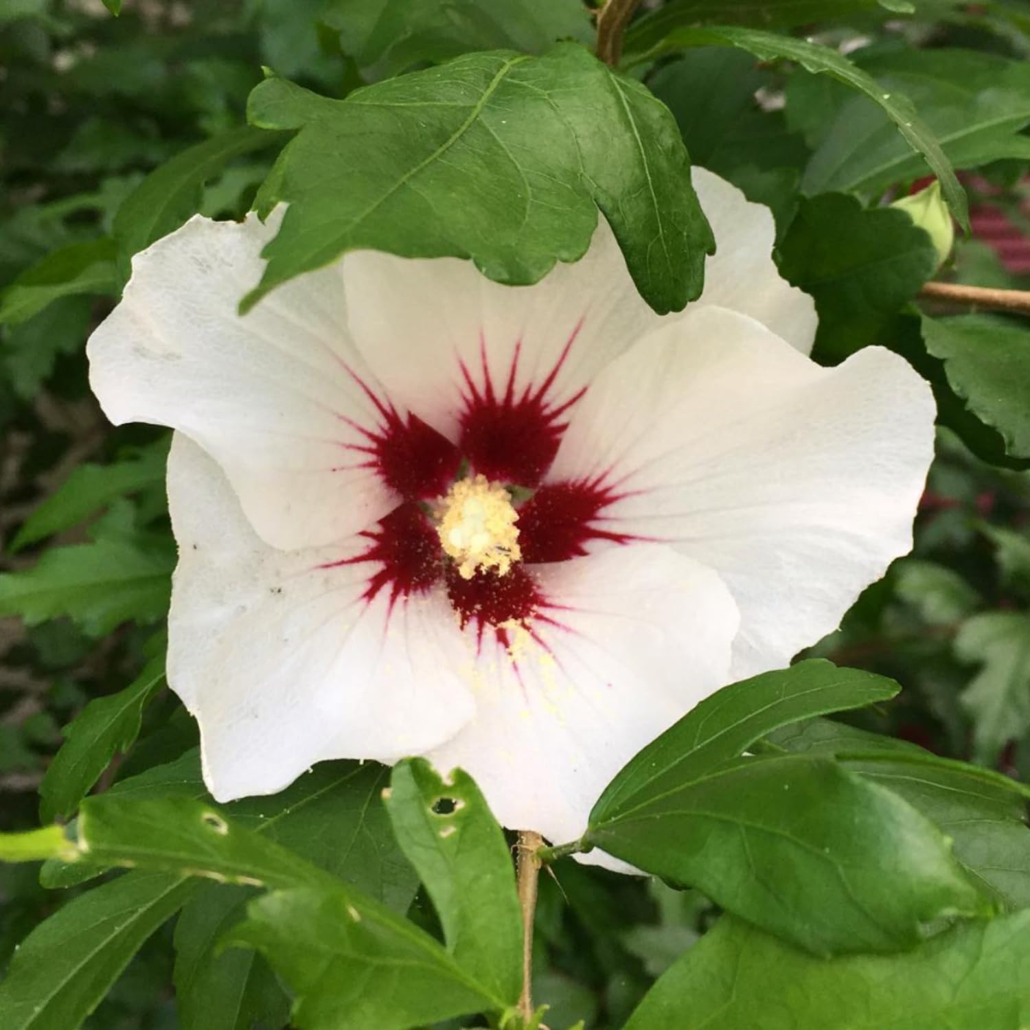 Rose of Sharon Tree Live Plant, Althea Hibiscus 1.5-2.5 Ft Tall, Perennial Hardy Hibiscus Plant for Outdoors Garden