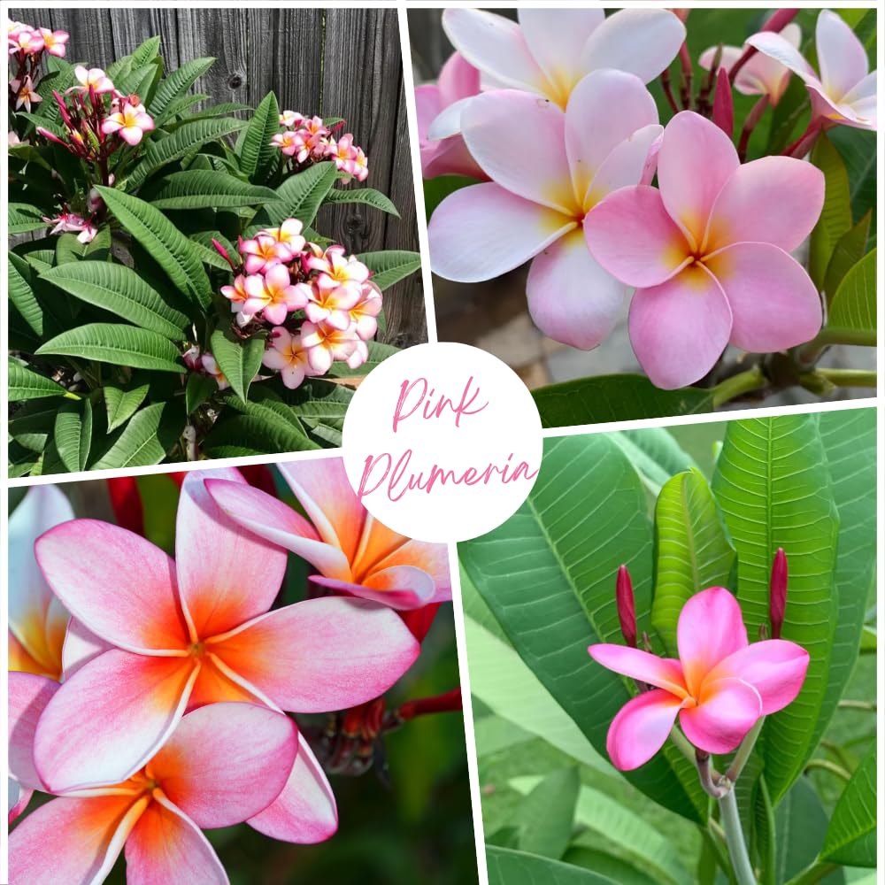 Set of 2 Plumeria Cuttings, Frangipani Plant, 12 Inch Live Cutting, Tropical Fragrant Blooms, Plumeria Frangipani Cuttings for Outdoor Growing (Pink)
