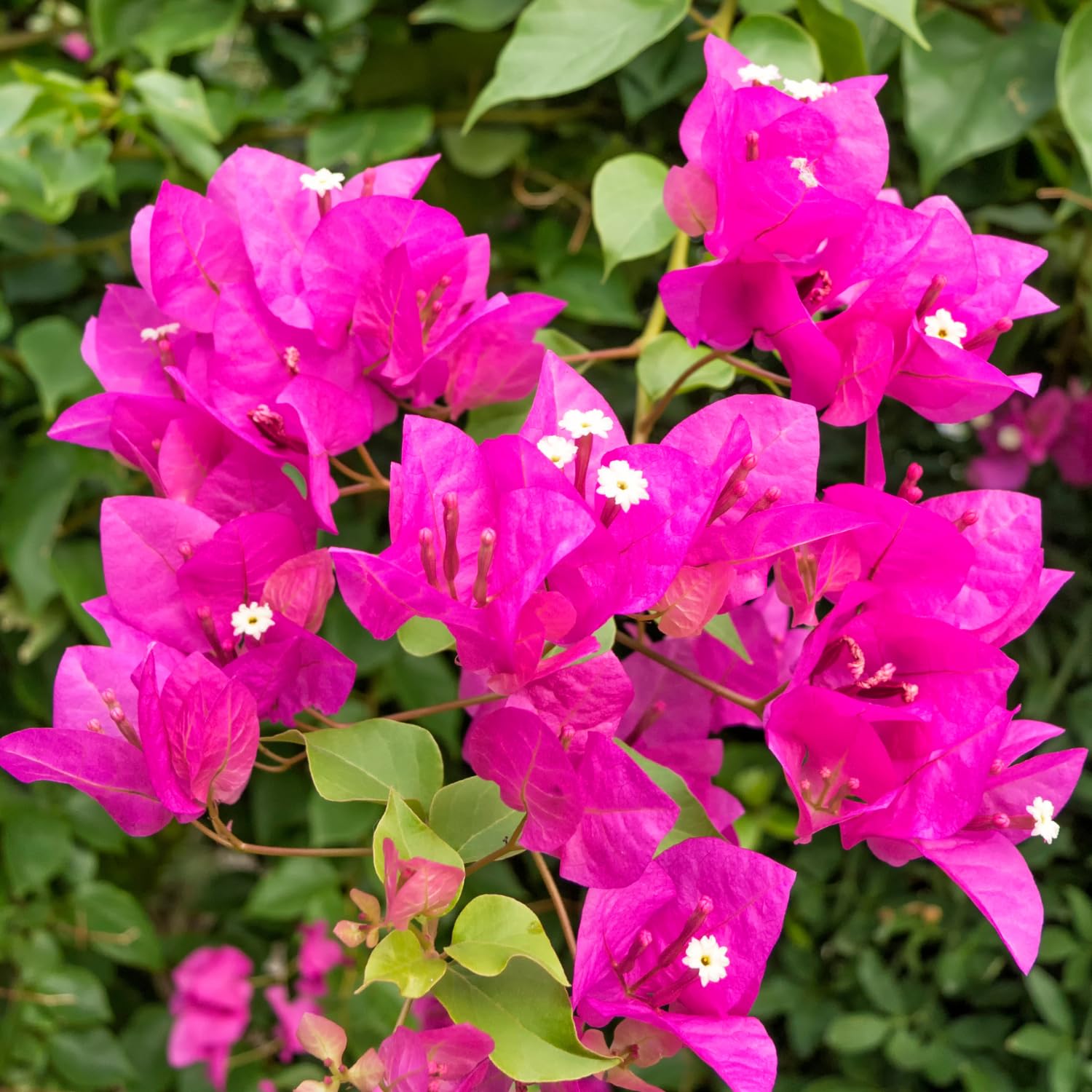 Set of 4 Mix Bougainvillea Plants,5-8" Bougainvillea Live Plants, Colorful Tropical Blooms, Perennial Vine, Well-Rooted