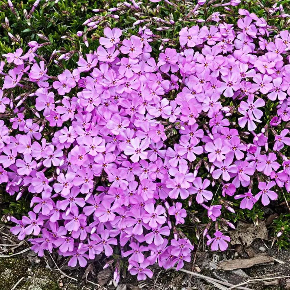 3 Pink Creeping Phlox Plants Live Perennials, 4-6" Tall, Climbing Creeping Phlox Live Plant, Phlox Flowers Vine