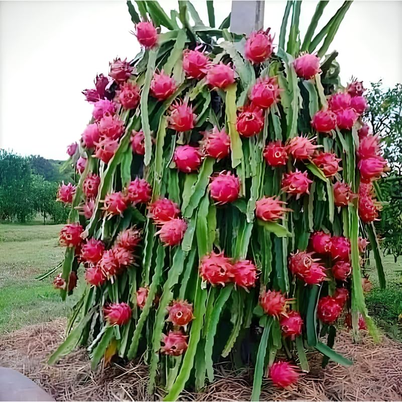 Set of 3 Dragon Fruit Plants Live, 4-7 Inches Tall, Tropical Dragonfruit Cactus Tree for Outdoor Spring Growing (Baby)