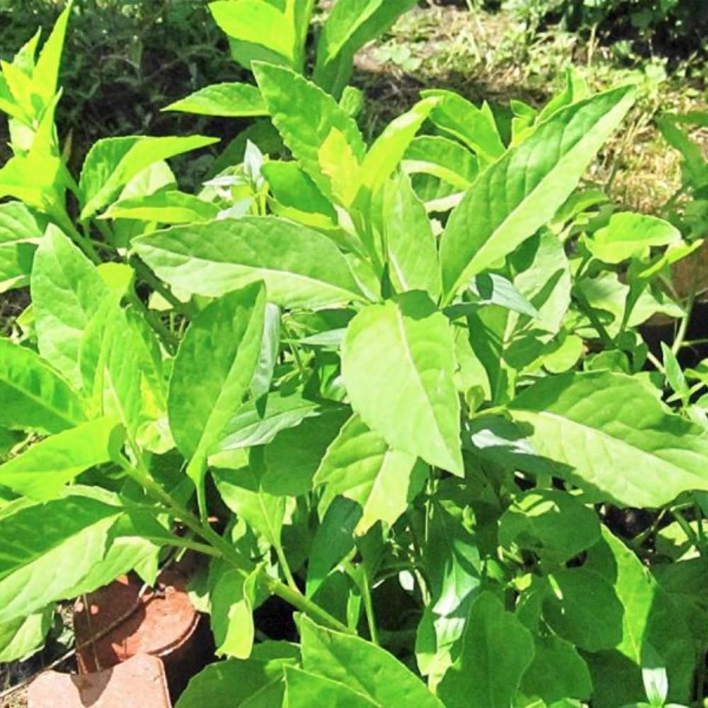 3 Longevity Spinach Plants Live, Rooted Longevity Spinach Vegetables for Planting Growing Outdoors