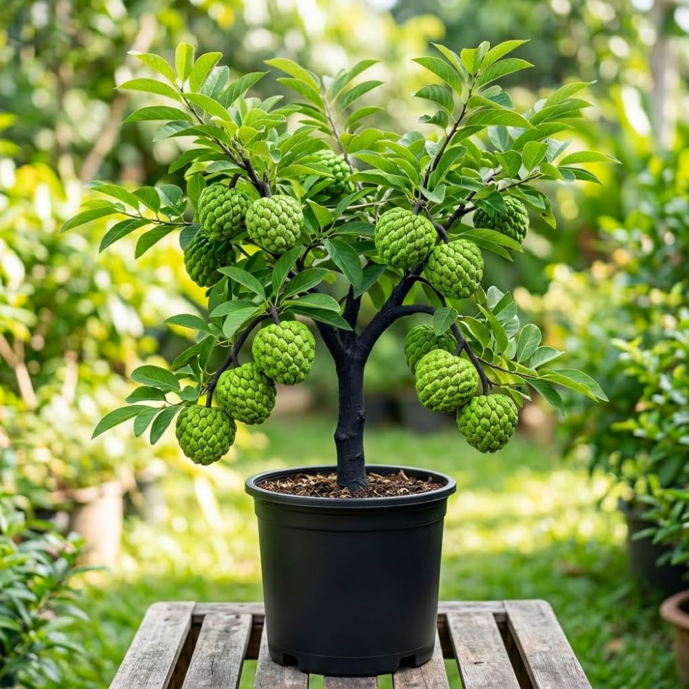 Sugar Apple Tree Live Plant, Sugar Apple Plant, 2-3 Feet Tall, Fragrant Tropical Fruit for Patio and Outdoor Garden, No Ship to CA