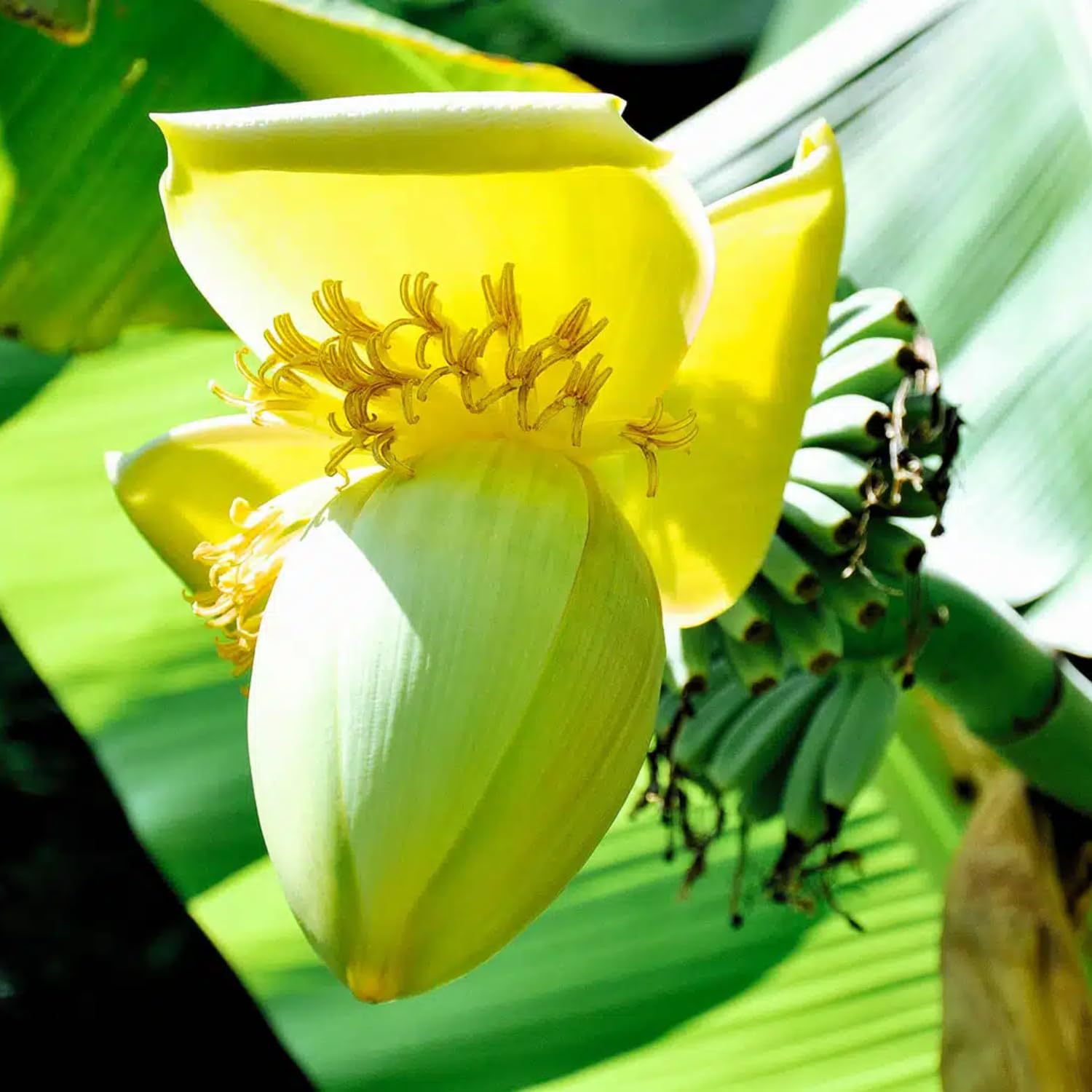 Basjoo Banana Tree Live Plant, Well Rooted 4-8" Tall, Cold Hardy Tropical Banana Plant Live Well Rooted, Live Banana Fruit