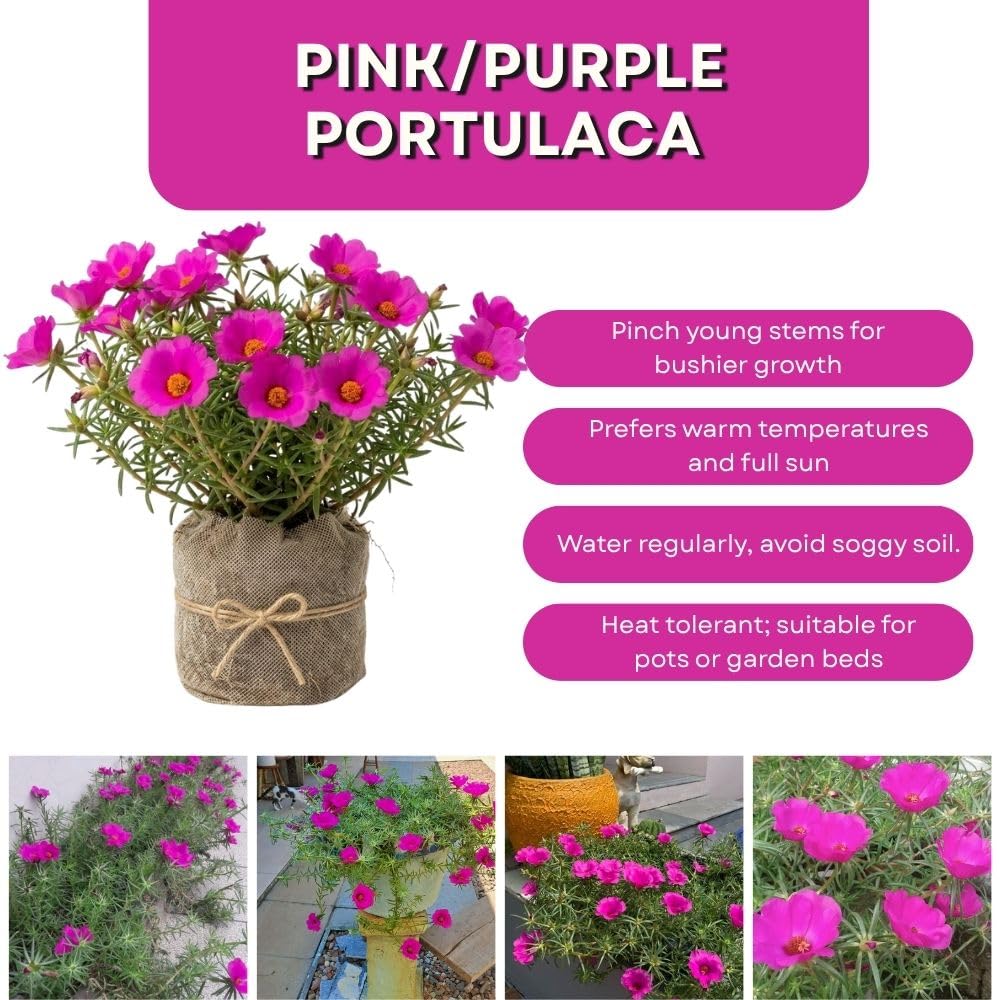 Set 2 Portulaca Live Plant, 4-6 Inch Tall, Moss Rose Plants Live, Rare Portulaca Plants for Growing Indoor Outdoor (Purple Pink)