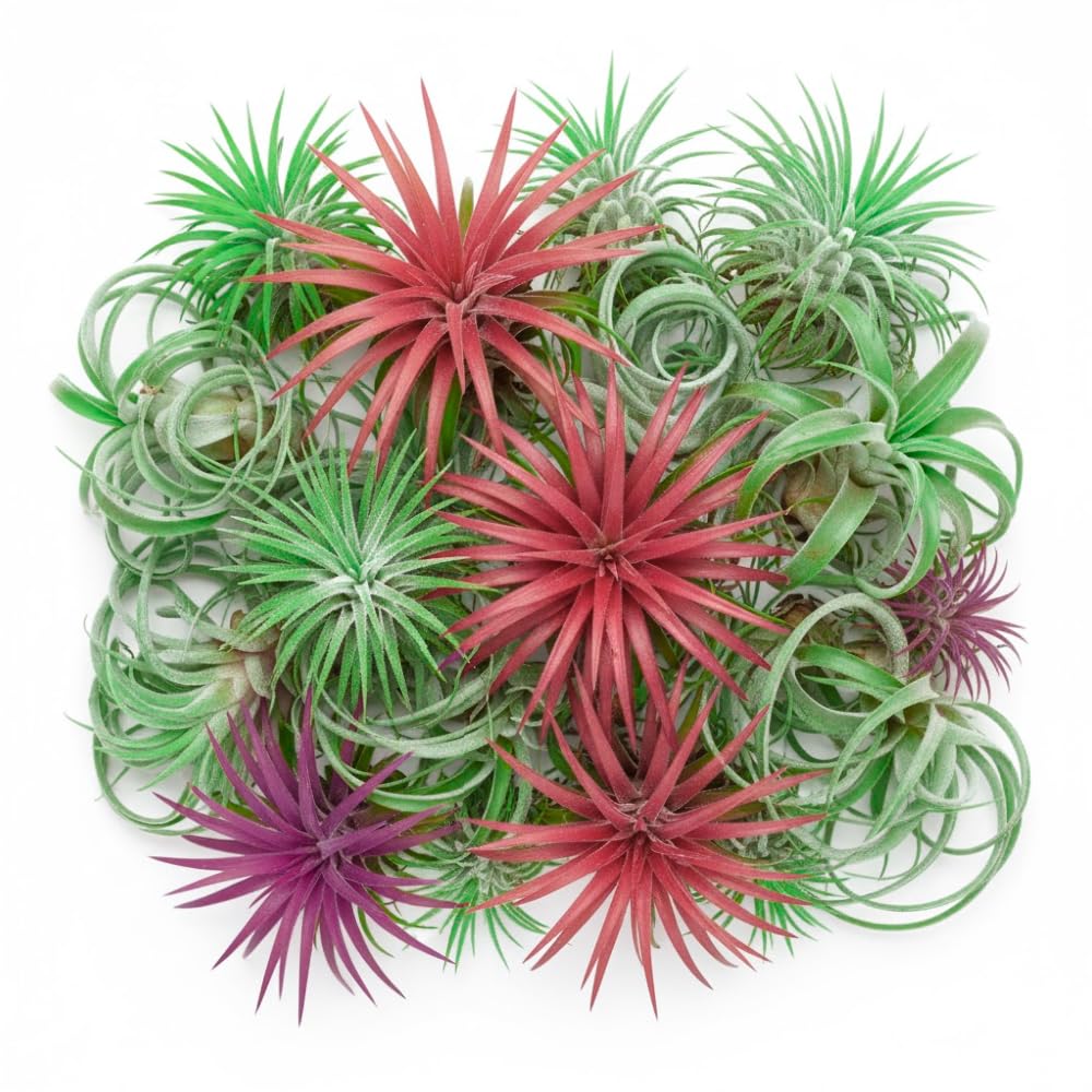 Set of 15 Assorted Air Plants Live, Low Light Tillandsia Indoor Houseplant, Small Medium Size, Easy Care Indoor Plants for Home and Office