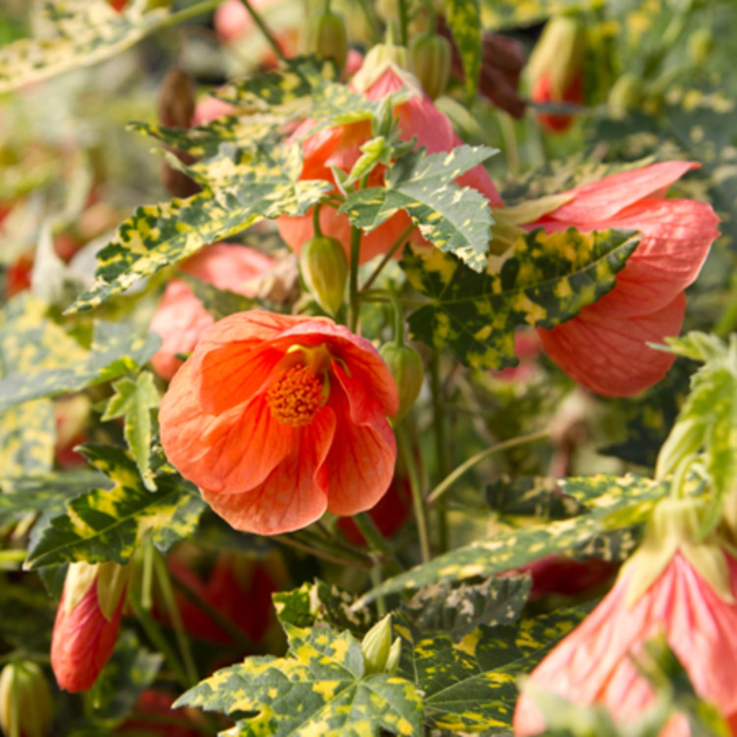 Abutilon Plant Live, 5-9” Tall, Trailing Lantern Abutilon Flower Vine Home Garden