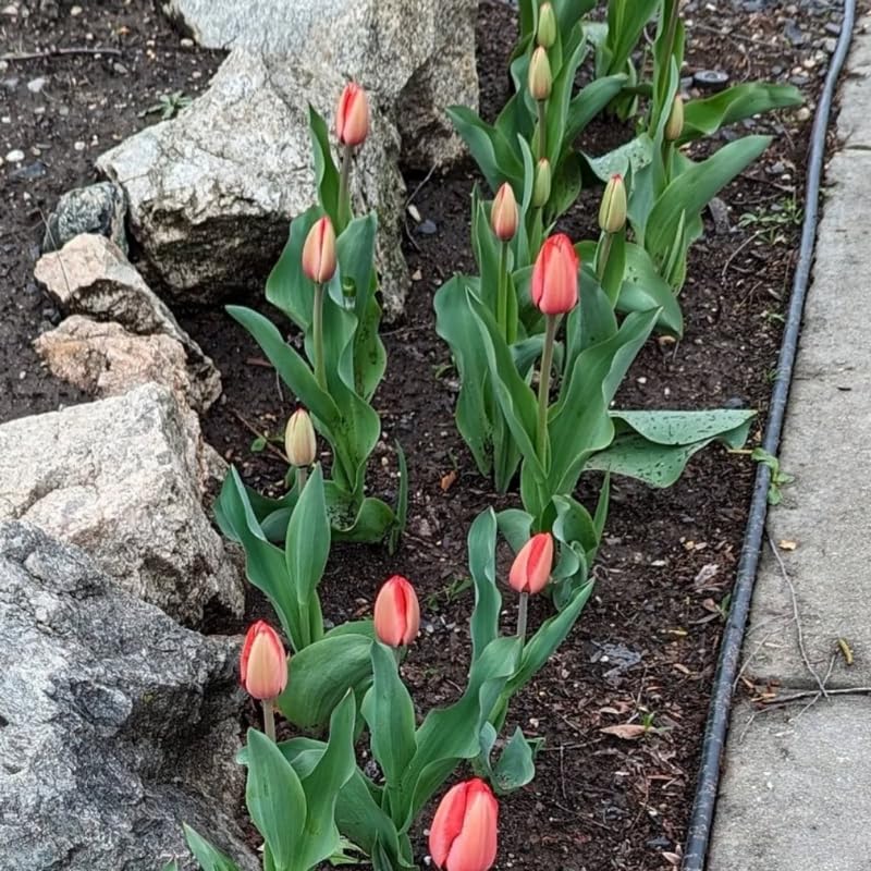 Tulip Bulbs for Fall Planting, Tulip Spring Flower Bulbs Perennial Outdoor, Colorful Blooms Groundcover Bulb
