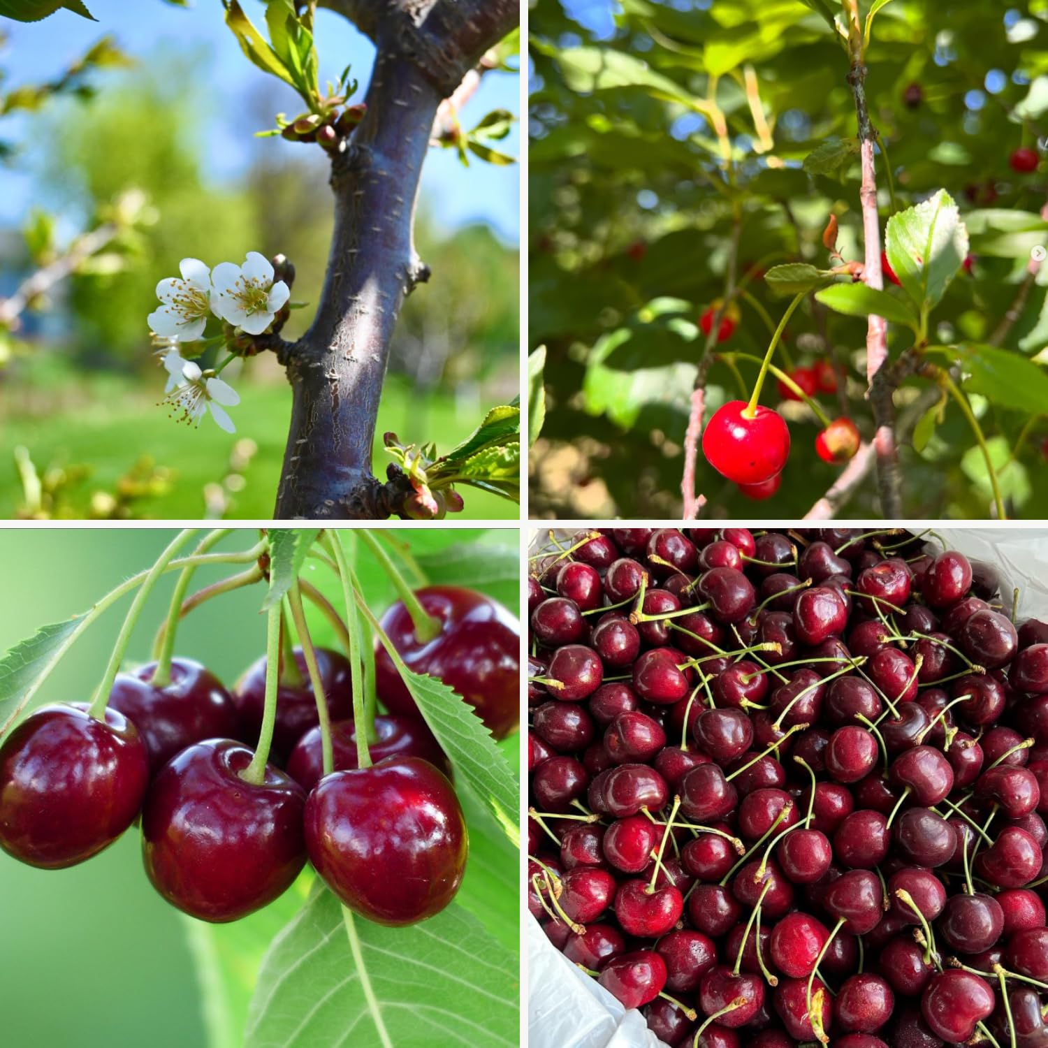 Cherry Tree Live Plant, Cherry Fruit Plant 3-4 Feet Tall in 3 Gallon, Sweet Fruit Tree, Cold Hardy for Outdoor Growing (Black Cherry)