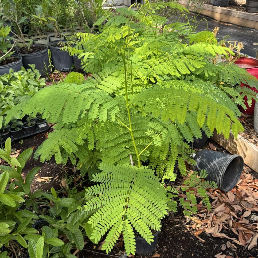 Royal Poinciana Tree Plant Live, 3 Feet Tall, Red Flamboyant Tree in 1 Gal Pot, Stunning Blooming Ornamental Tree, Ideal for Outdoor Gardens, Landscapes, No CA