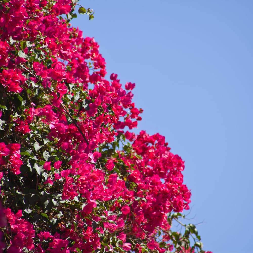 2 Pink Bougainvillea Plants Live, Trailing Bougainvillea Plants, Bougainvillea Flowering Vine 4-7 Inches