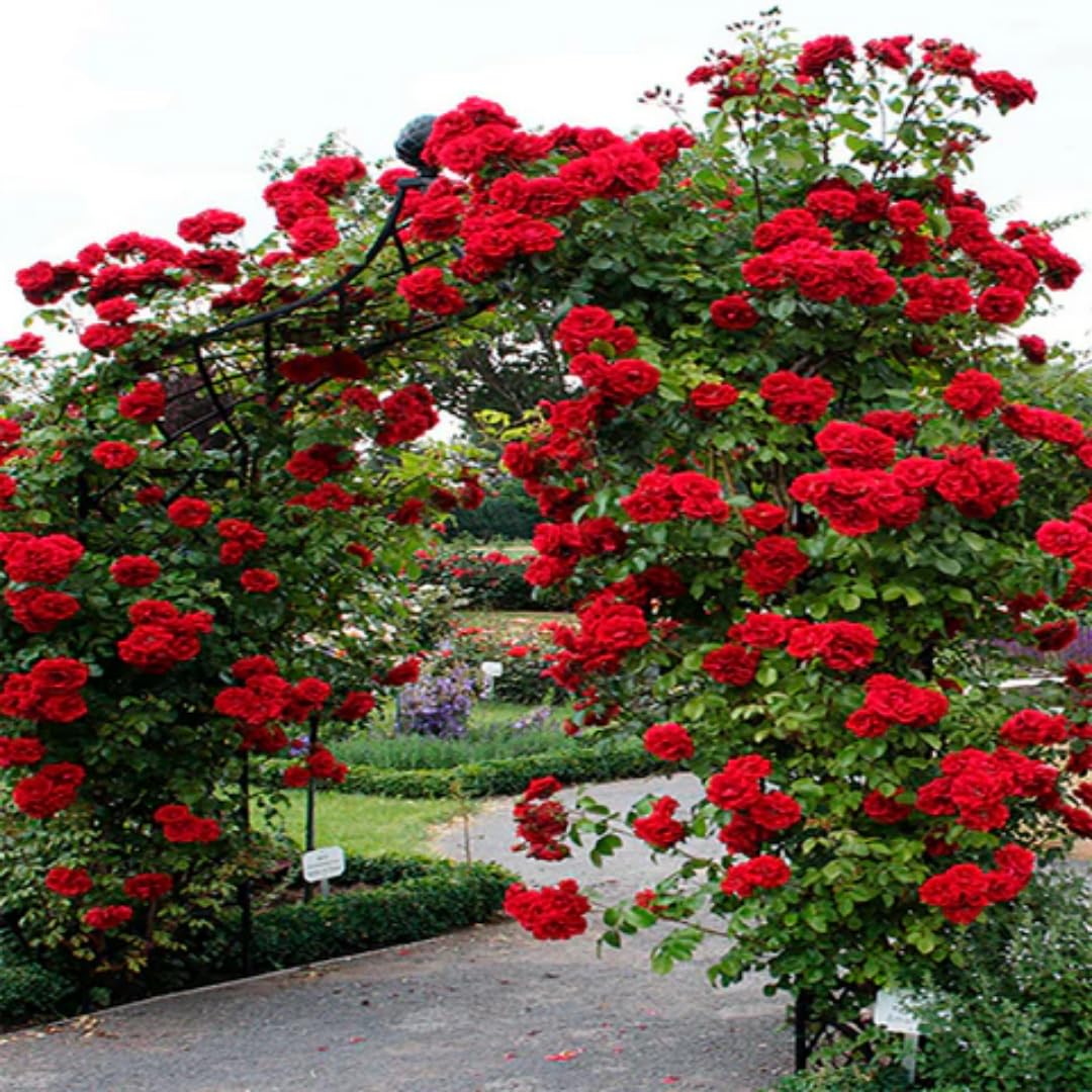Sets 2 Red Don Juan Climbing Rose Plants Live, 4-8" in Tall, No Pot Red Rose Bushes, Spring Fragrant Flowering Roses for Trellises, Fences, Arbors