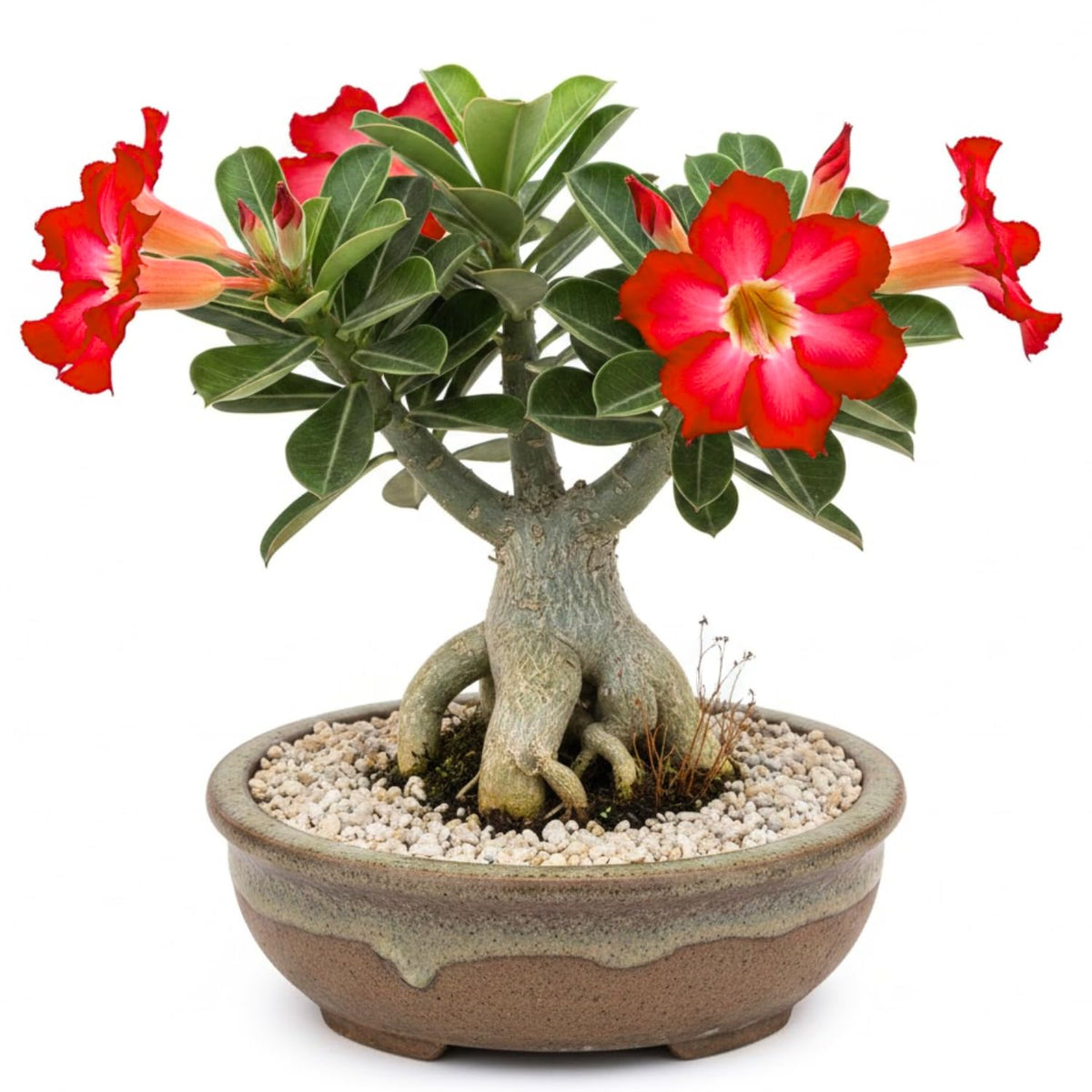 Set of 3 Mixed Desert Rose Plants Live, 4-8" Tall, Adenium Obesum Succulent Live Plants to Grow Indoor Outdoor