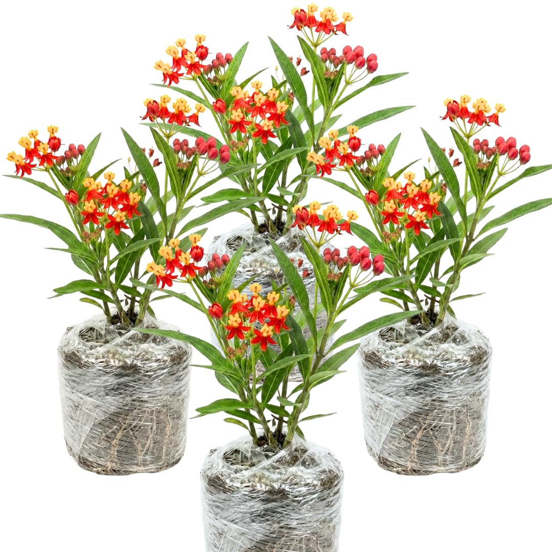 Pack 4 Butterfly Milkweed Plants Live, Milkweed Live Plants, 5-8" Height Asclepias Tuberosa Perennial Flowers Home Garden (Red Milkweed)