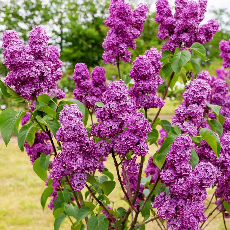 Common Lilac Plant, Hardy Purple Lilac Bushes in 4 Inch Pot, Fragrant Spring Blooms for Indoor Outdoor Planting, Dormant in Winter
