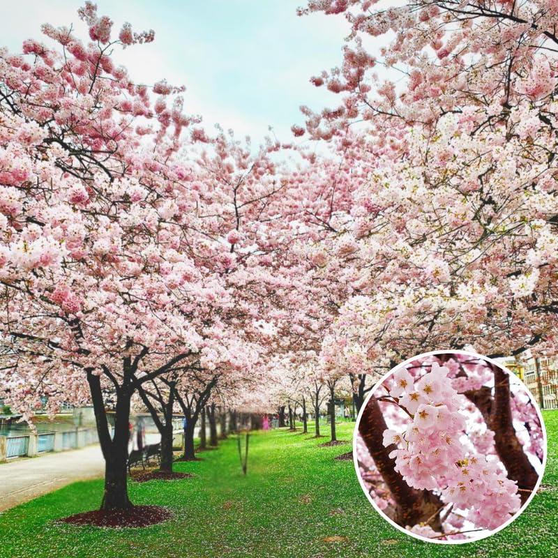 Live Cherry Blossoms Tree Plant, Vibrant Random Flowering Cherry Blossom in 2.5 Inches Pot, Dormant in Winter, Perennial Bloom, 9 Months Old Trees