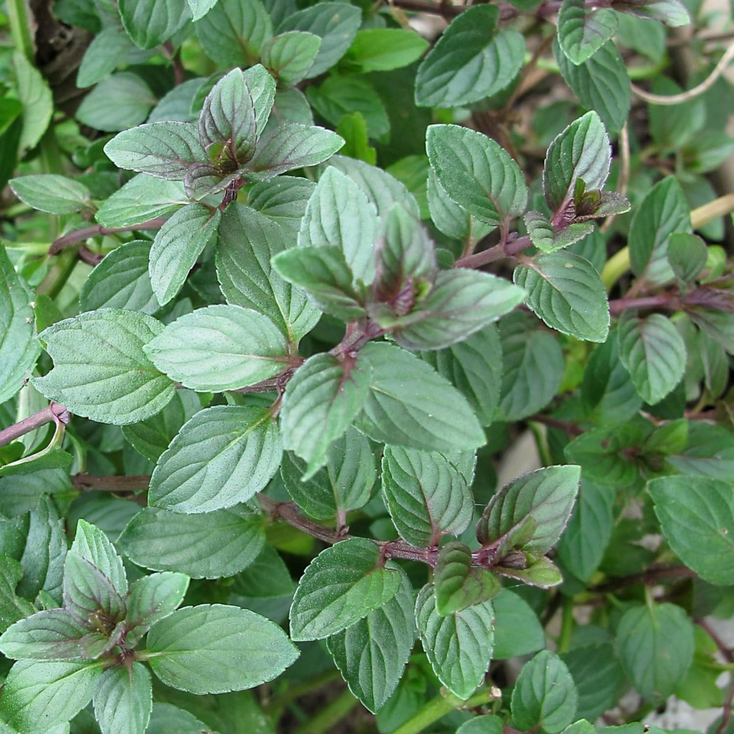 Pack 3 Chocolate Mint Live Plants, 4-8" Tall Fragrant Herb Mint Plants Live for Garden, Containers, Well Rooted Starter Plants