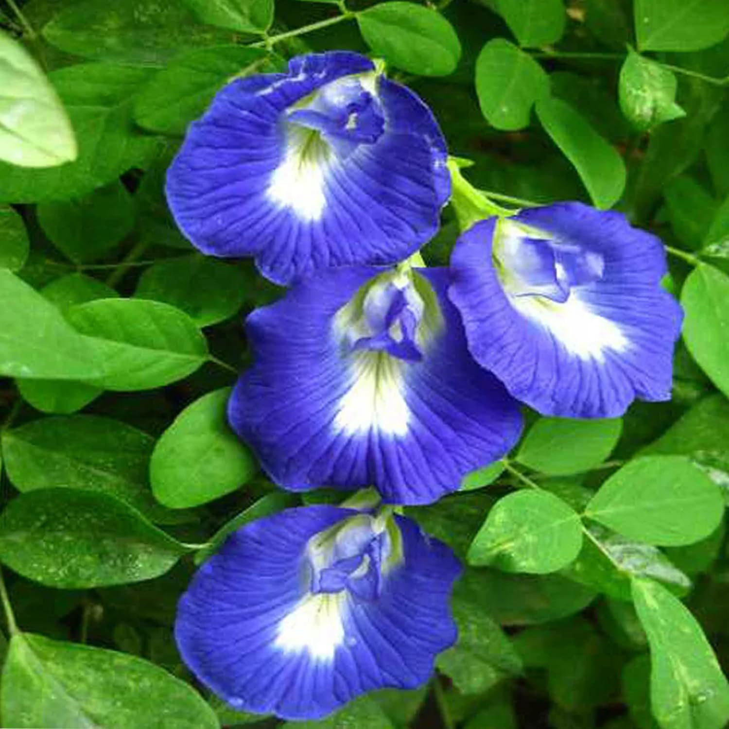 100 Butterfly Pea Seeds for Planting, Butterfly Pea Flower Seeds, Vine Plant Indoor Outdoor Home Garden