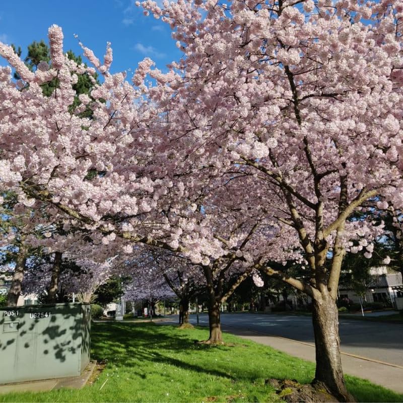 Cherry Blossom Tree, Light Pink Cherry Tree Live Plant, 6-12 Inch Tall in 2.5 Inch Pot, Dormant in Winter