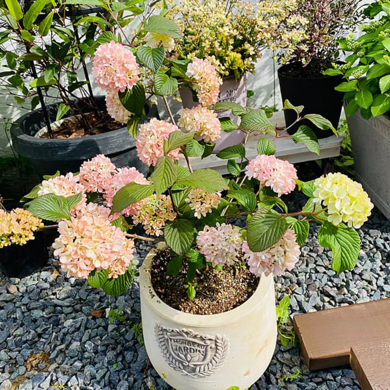 Random Viburnum Tree Live Plant Shrub in Pot, Fragrant Flower, Dormant in Winter, 6-12" in Tall, Bare Root to CA, Bush Shrub Spring Blooms