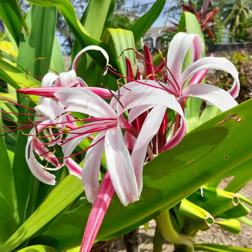 Queen Lily Live Plant, Pink White Lily Plant Live, 2-2.5 Feet Tall, Tall Fragrant Flowering Lilies in 1 Gallon Pot